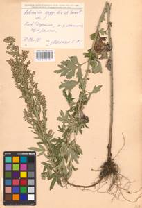 Artemisia argyi H. Lév. & Vaniot, Eastern Europe, North Ukrainian region (E11) (Ukraine)