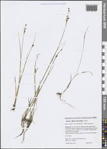 Juncus alpinoarticulatus Chaix, Siberia, Baikal & Transbaikal region (S4) (Russia)