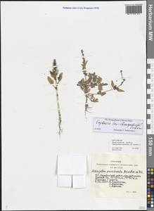 Chenopodium, Siberia, Western Siberia (S1) (Russia)