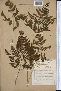 Gymnocarpium robertianum (Hoffm.) Newman, Western Europe (EUR) (Germany)