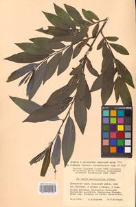Salix kangensis Nakai, Siberia, Russian Far East (S6) (Russia)