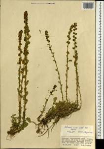 Artemisia viridis Willd., Mongolia (MONG) (Mongolia)