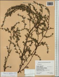 Muehlenbeckia axillaris (Hook. fil.) Walp., Western Europe (EUR) (United Kingdom)