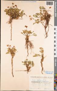 Viola ambigua Waldst. & Kit., Eastern Europe, North Ukrainian region (E11) (Ukraine)