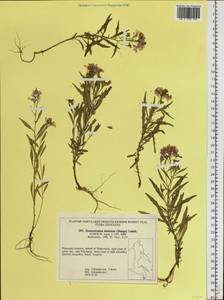 Dontostemon dentatus (Bunge) Ledeb., Siberia, Russian Far East (S6) (Russia)