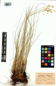 Festuca sibirica Hack. ex Boiss., Siberia, Altai & Sayany Mountains (S2) (Russia)