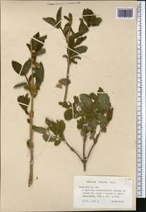 Lonicera hispida Pall. ex Roem. & Schult., Middle Asia, Northern & Central Tian Shan (M4) (Kazakhstan)