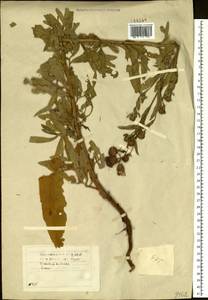 Cirsium arvense, Siberia, Baikal & Transbaikal region (S4) (Russia)