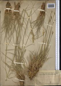 Psathyrostachys juncea (Fisch.) Nevski, Middle Asia, Northern & Central Tian Shan (M4) (Kazakhstan)