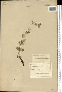 Potentilla argentea L., Eastern Europe, South Ukrainian region (E12) (Ukraine)