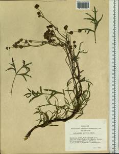 Artemisia norvegica subsp. saxatilis (Besser) H. M. Hall & Clem., Siberia, Yakutia (S5) (Russia)