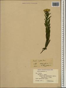 Pentanema germanicum (L.) D. Gut. Larr., Santos-Vicente, Anderb., E. Rico & M. M. Mart. Ort., Caucasus, North Ossetia, Ingushetia & Chechnya (K1c) (Russia)