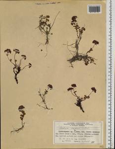 Hylotelephium ewersii (Ledeb.) H. Ohba, Siberia, Altai & Sayany Mountains (S2) (Russia)