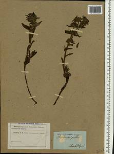 Nonea pulla (L.) DC., Eastern Europe, South Ukrainian region (E12) (Ukraine)