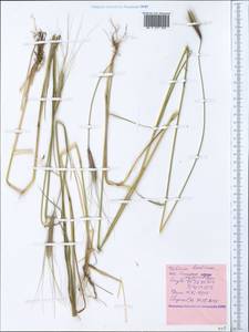 Triticum monococcum subsp. aegilopoides (Link) Thell., Crimea (KRYM) (Russia)