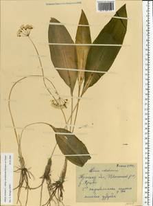 Allium ursinum L., Eastern Europe, Central region (E4) (Russia)