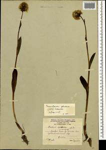 Traunsteinera sphaerica (M.Bieb.) Schltr., Caucasus, South Ossetia (K4b) (South Ossetia)