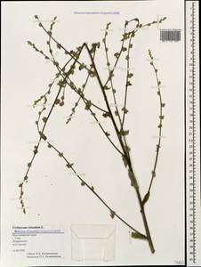Verbascum sinuatum L., Caucasus, Black Sea Shore (from Novorossiysk to Adler) (K3) (Russia)