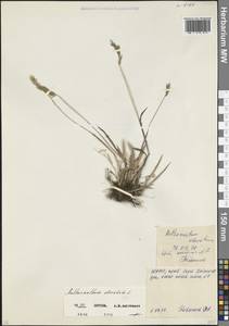 Anthoxanthum odoratum L., Caucasus, North Ossetia, Ingushetia & Chechnya (K1c) (Russia)