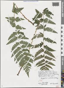 Dryopteris cristata (L.) A. Gray, Eastern Europe, Lower Volga region (E9) (Russia)