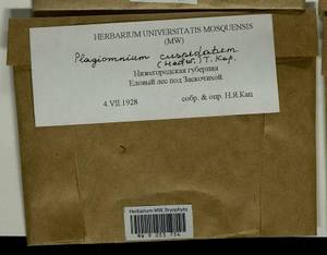 Plagiomnium cuspidatum (Hedw.) T.J. Kop., Bryophytes, Bryophytes - Middle Russia (B6) (Russia)