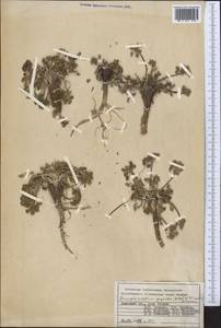 Dimorphosciadium gayoides (Regel & Schmalh.) Pimenov, Middle Asia, Pamir & Pamiro-Alai (M2) (Kyrgyzstan)