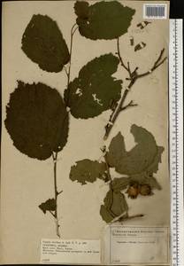 Corylus avellana L., Eastern Europe, Central forest-and-steppe region (E6) (Russia)