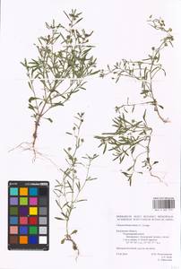 MHA 0 007 773, Chaenorhinum minus (L.) Lange, Eastern Europe, Central region (E4) (Russia)