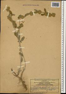 Marrubium parviflorum Fisch. & C.A.Mey., Caucasus, Azerbaijan (K6) (Azerbaijan)