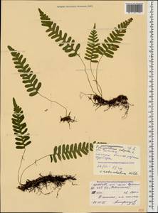 Polypodium vulgare L., Caucasus, North Ossetia, Ingushetia & Chechnya (K1c) (Russia)