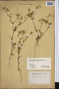 Orlaya daucoides (L.) Greuter, Western Europe (EUR) (Germany)