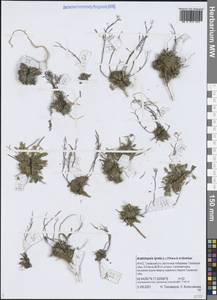 Arabidopsis lyrata subsp. lyrata, Siberia, Western Siberia (S1) (Russia)