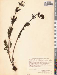 Pedicularis chamissonis Steven, Siberia, Chukotka & Kamchatka (S7) (Russia)