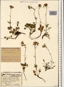 Valeriana saxicola C. A. Mey., Caucasus, Stavropol Krai, Karachay-Cherkessia & Kabardino-Balkaria (K1b) (Russia)