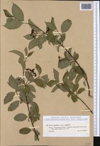 Cornus sanguinea L., Western Europe (EUR) (Italy)