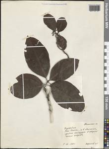 Psychotria, Australia & Oceania (AUSTR) (Samoa)