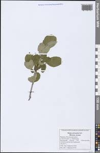 Malus sylvestris Mill., Eastern Europe, Middle Volga region (E8) (Russia)