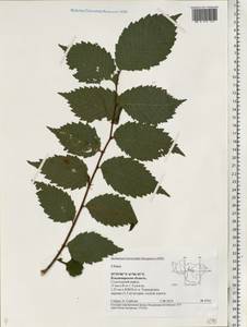 Ulmus, Eastern Europe, Central region (E4) (Russia)