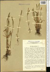 Phleum paniculatum Huds., Caucasus, Stavropol Krai, Karachay-Cherkessia & Kabardino-Balkaria (K1b) (Russia)