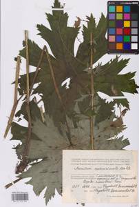 Aconitum septentrionale Koelle, Eastern Europe, Western region (E3) (Russia)