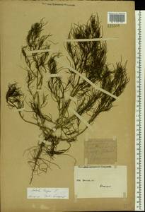 Salsola tragus L., Eastern Europe, Eastern region (E10) (Russia)