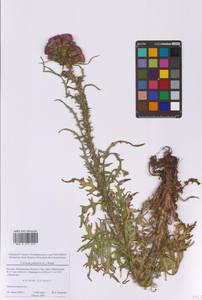 Cirsium palustre (L.) Scop., Eastern Europe, Moscow region (E4a) (Russia)