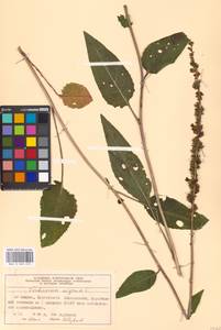 Verbascum nigrum L., Eastern Europe, Moscow region (E4a) (Russia)