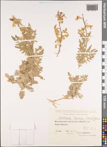Matthiola odoratissima (Pall. ex M.Bieb.) W.T. Aiton, Caucasus, Black Sea Shore (from Novorossiysk to Adler) (K3) (Russia)