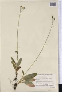 Hieracium albiflorum Hook., America (AMER) (Canada)
