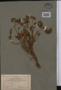 Hylotelephium ewersii (Ledeb.) H. Ohba, Middle Asia, Northern & Central Tian Shan (M4) (Kazakhstan)