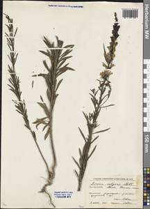 Linaria vulgaris Mill., Eastern Europe, Moscow region (E4a) (Russia)