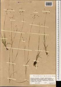 Luzula rufescens var. macrocarpa Buch., Mongolia (MONG) (Mongolia)