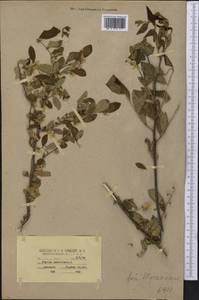 Styrax americanus Lam., America (AMER) (United States)