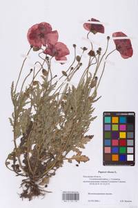 Papaver rhoeas L., Eastern Europe, Central region (E4) (Russia)